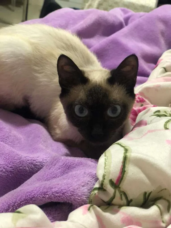Gato ra a SRD idade 2 a 6 meses nome BALI