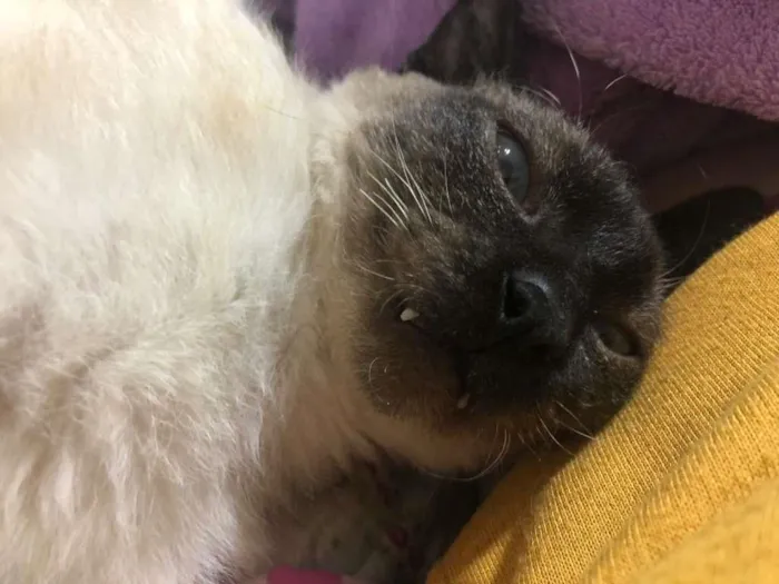 Gato ra a SRD idade 2 a 6 meses nome BALI