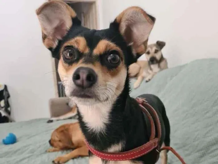 Cachorro ra a SRD-ViraLata idade 2 anos nome PITICA