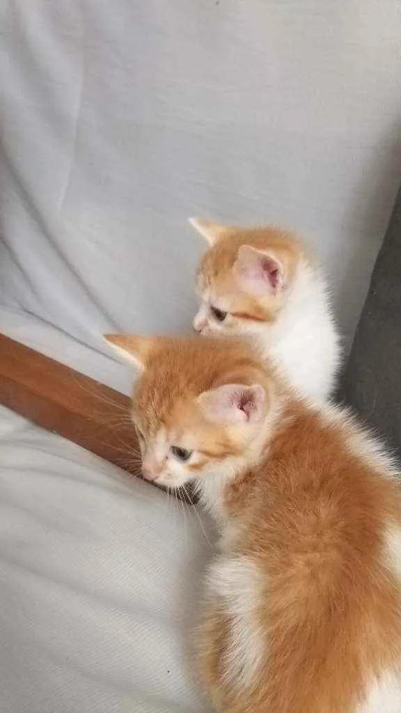 Gato raça Srd idade Abaixo de 2 meses nome Sem nome