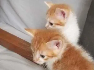 Gato raça Srd idade Abaixo de 2 meses nome Sem nome