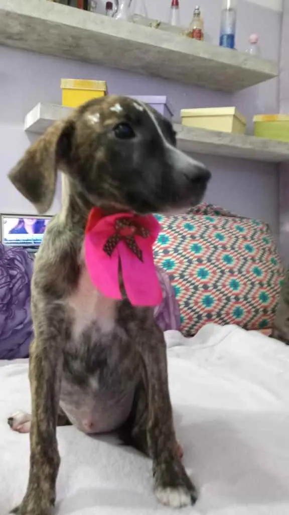 Cachorro ra a Srd idade 2 a 6 meses nome Liz