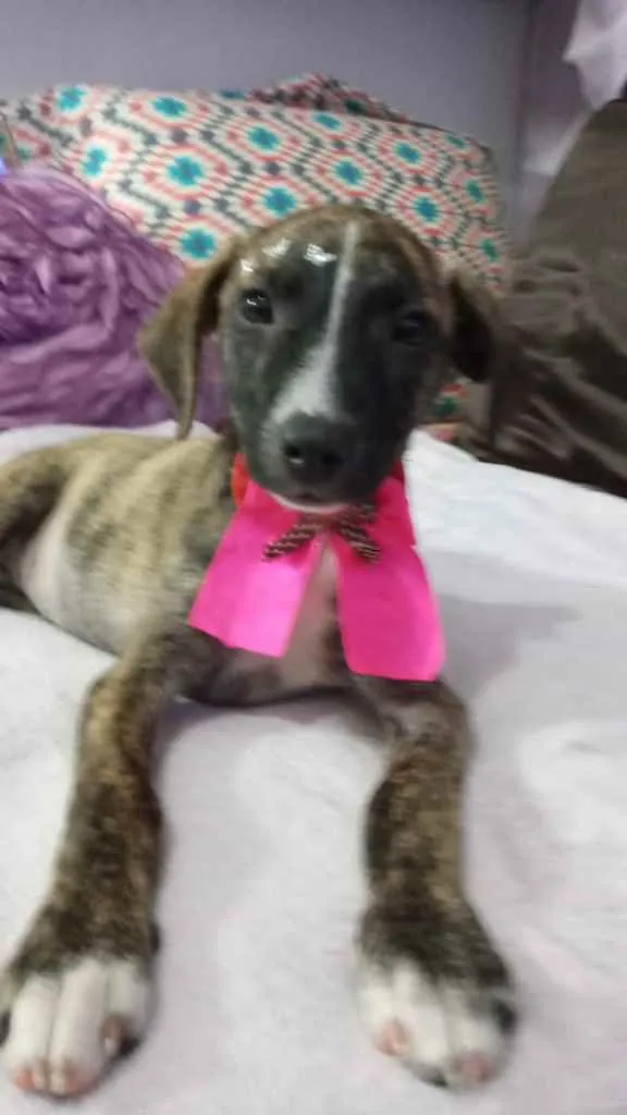 Cachorro ra a Srd idade 2 a 6 meses nome Liz