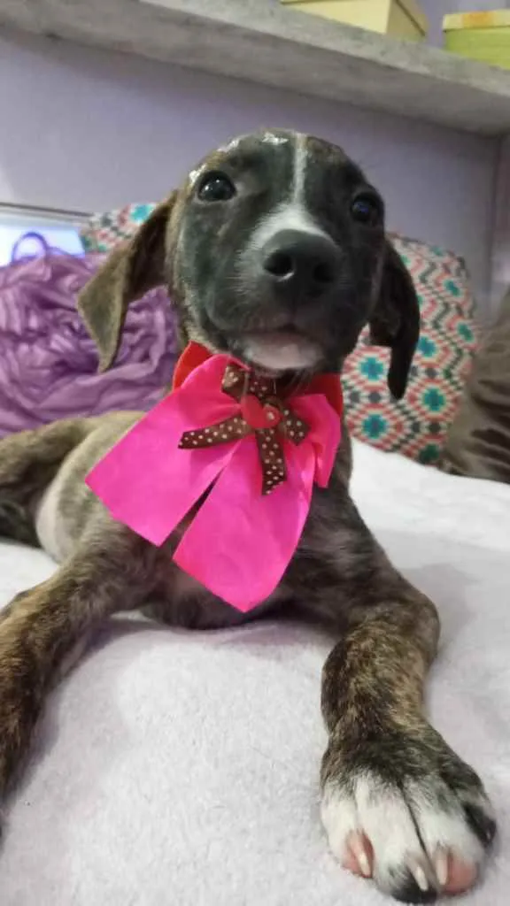 Cachorro ra a Srd idade 2 a 6 meses nome Liz