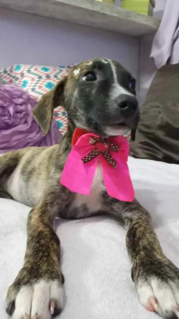 Cachorro ra a Srd idade 2 a 6 meses nome Liz