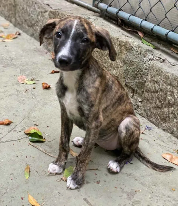Cachorro ra a Srd idade 2 a 6 meses nome Liz