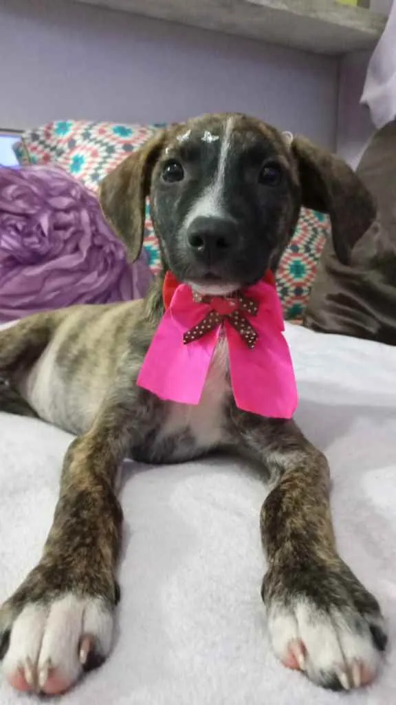 Cachorro ra a Srd idade 2 a 6 meses nome Liz