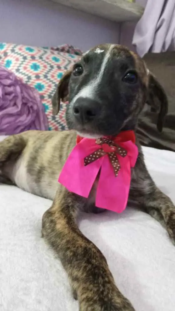Cachorro ra a Srd idade 2 a 6 meses nome Liz