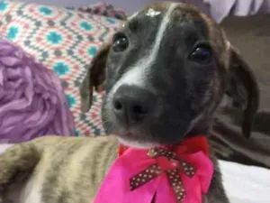 Cachorro raça Srd idade 2 a 6 meses nome Liz