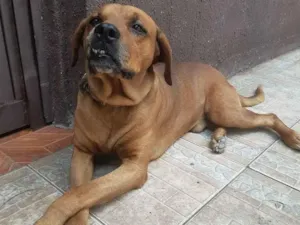 Cachorro raça SRD-ViraLata idade 5 anos nome Leo