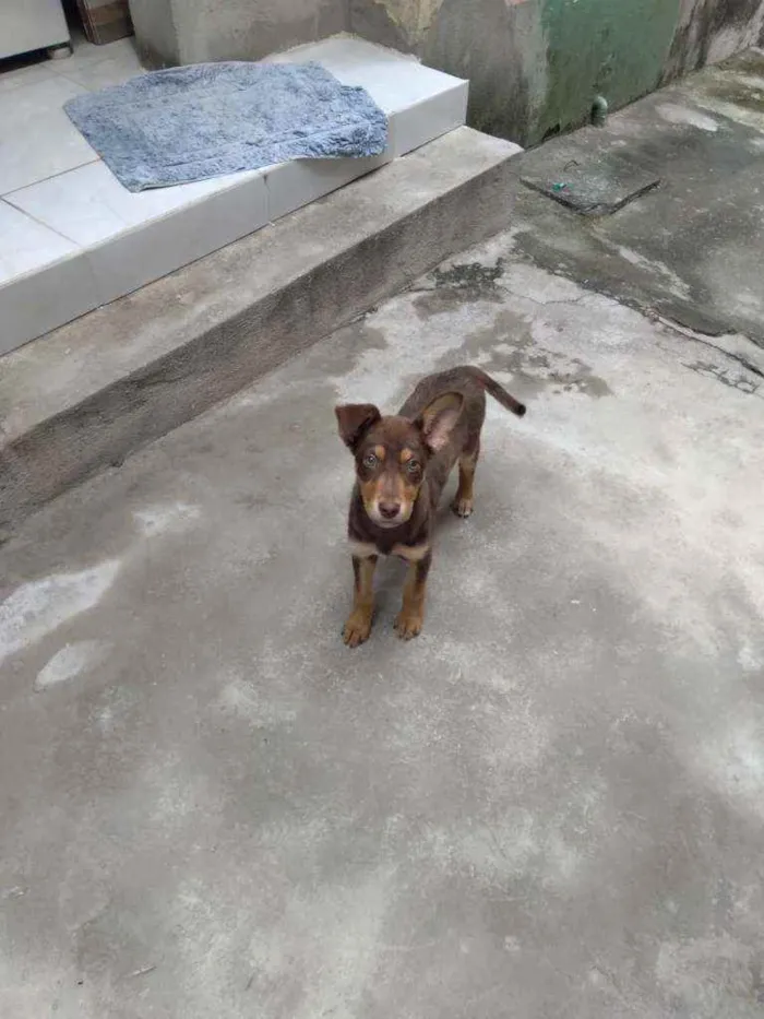 Cachorro raça Vira lata idade 2 a 6 meses nome Malloy 