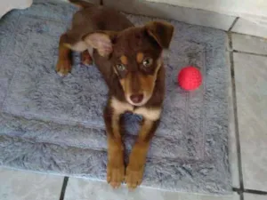 Cachorro raça Vira lata idade 2 a 6 meses nome Malloy 