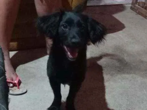 Cachorro raça Salchicha com vira lata idade 7 a 11 meses nome Bethovee