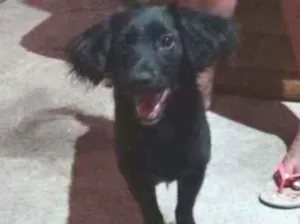 Cachorro raça Salchicha com vira lata idade 7 a 11 meses nome Bethovee