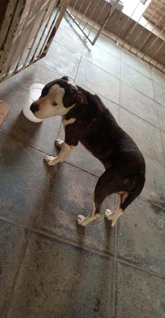 Cachorro ra a Pit bull  idade 5 anos nome Sidney almeida