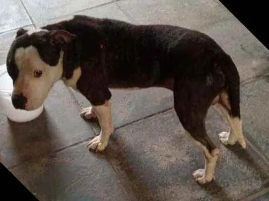 Cachorro ra a Pit bull  idade 5 anos nome Sidney almeida