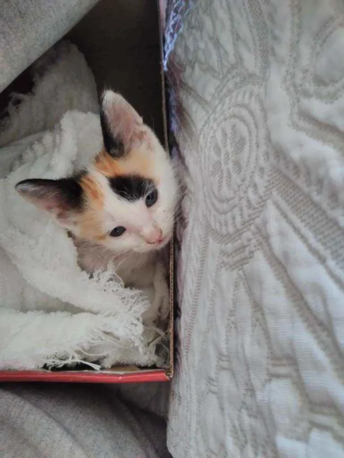 Gato raça Sem raça definida  idade Abaixo de 2 meses nome Mimosa