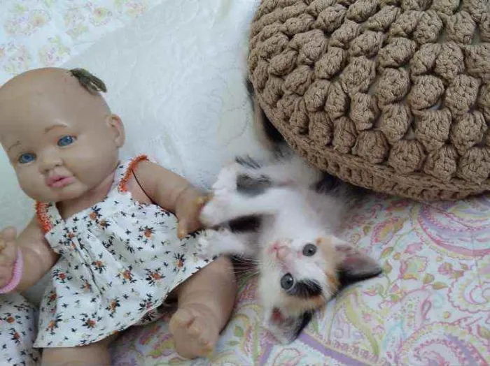 Gato raça Sem raça definida  idade Abaixo de 2 meses nome Mimosa