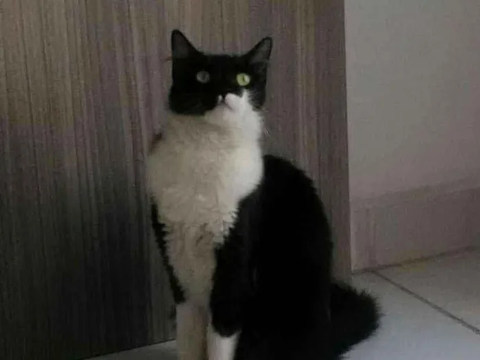 Gato ra a NÃO TEM idade 2 anos nome MERIDA