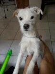 Cachorro raça  idade 1 ano nome Maike