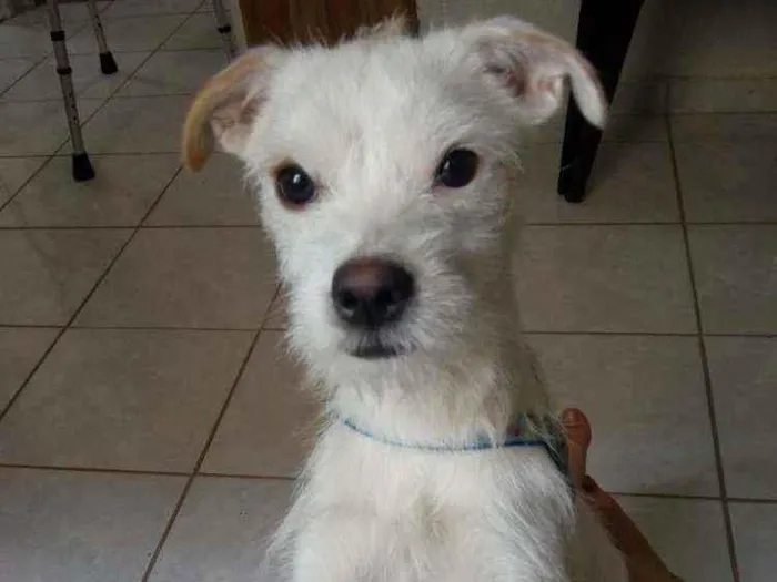 Cachorro raça  idade 1 ano nome Maike