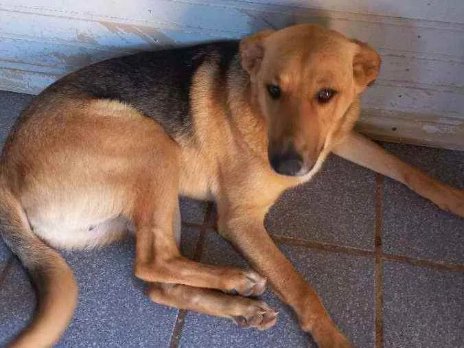 Cachorro ra a Mix de pastor idade 7 a 11 meses nome Zeus
