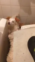 Pipoca
