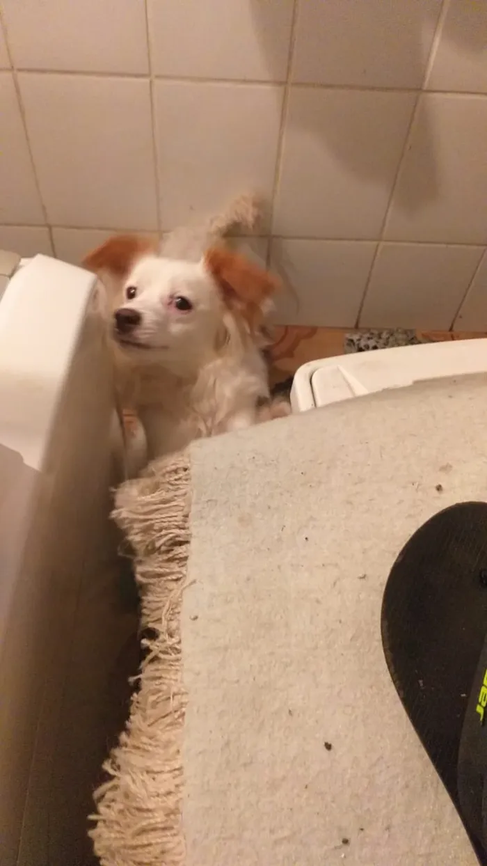Cachorro raça Fox paulistinha com outra raca idade 1 ano nome Pipoca