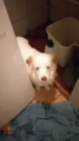 Pipoca