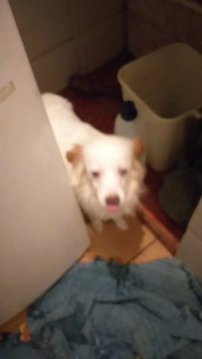 Cachorro raça Fox paulistinha com outra raca idade 1 ano nome Pipoca