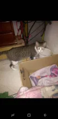 Tico teco e dulce