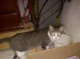 Tico teco e dulce