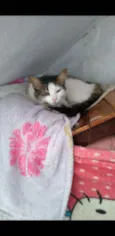 Tico teco e dulce
