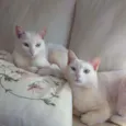 Flip e Flop