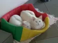 Flip e Flop