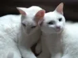 Flip e Flop