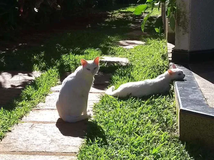 Gato ra a SRD idade 2 anos nome Flip e Flop