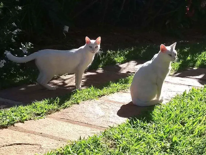 Gato ra a SRD idade 2 anos nome Flip e Flop