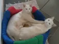 Flip e Flop