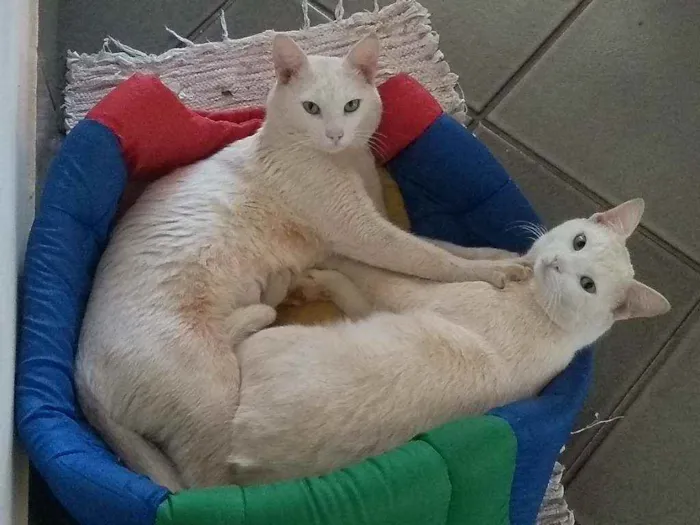 Gato ra a SRD idade 2 anos nome Flip e Flop