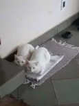 Flip e Flop