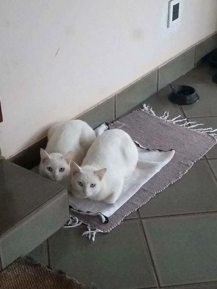 Gato ra a SRD idade 2 anos nome Flip e Flop