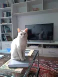 Flip e Flop
