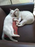 Flip e Flop