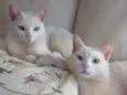 Flip e Flop