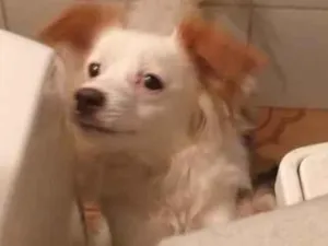 Cachorro raça Fox paulistinha com outra raca idade 1 ano nome Pipoca