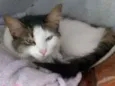 Tico teco e dulce 
