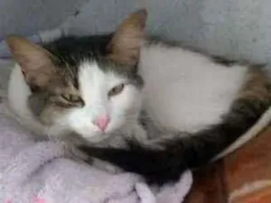 Gato raça Nao sei  idade 7 a 11 meses nome Tico teco e dulce 