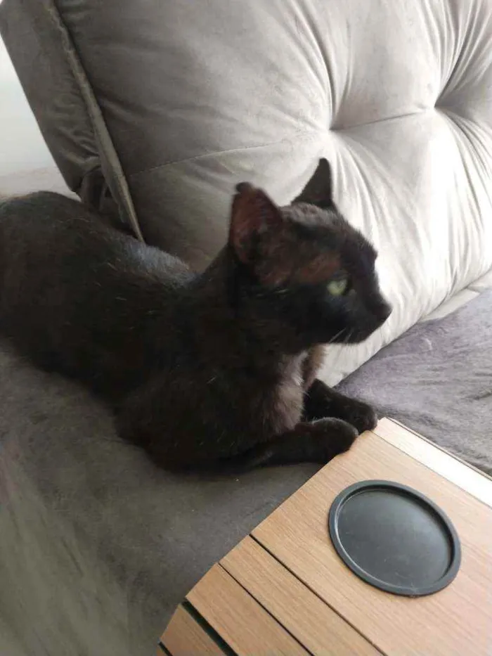 Gato raça SRD idade 2 anos nome Tonico