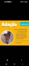 CHOCOLATE
